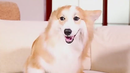 Cepillo 2 en 1 para tu Mascota